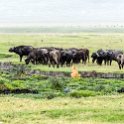 TZA ARU Ngorongoro 2016DEC26 Crater 045 : 2016, 2016 - African Adventures, Africa, Arusha, Crater, Date, December, Eastern, Mandusi Hippo Pool, Month, Ngorongoro, Places, Tanzania, Trips, Year